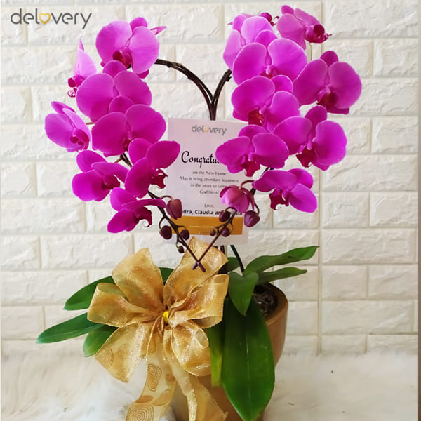 phalaepnosis hadiah ibu