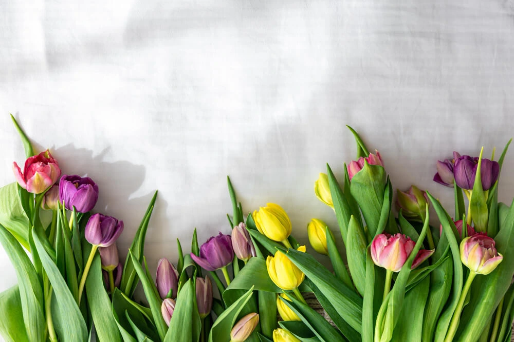 fakta tulip